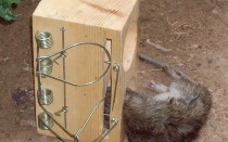 Как поймать крысу, сделать крысоловку своими руками (из бутылки), как установить, зарядить и какую приманку положить в ловушку   фото, видео
