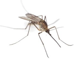 Сколько живет комар, почему умирают комары