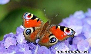 Павлиний глаз бабочка. Образ жизни и среда обитания бабочки павлиний глаз