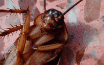 Тараканы: что едят, что любят больше всего